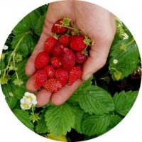 Горска ягода - Дива ягода  , снимка 3 - Разсади - 36835537