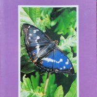 Фотографски определител на пеперудите в Европа Пол Стери, снимка 1 - Други - 40607433