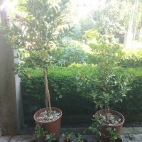 Японски чашкодрян, Euonymus japonicus, снимка 2 - Градински цветя и растения - 29283061