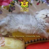 Котки Чинчила * Chinchilla Cats, безплатно посещение!, снимка 14 - Чинчили - 36915177