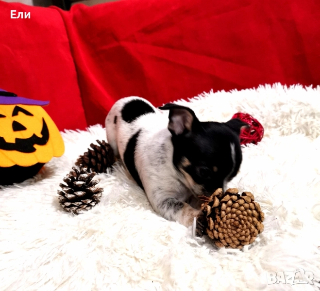 мини Чихуахуа - мъжко , снимка 1