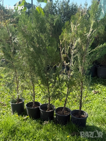 Туя Брабант, снимка 1