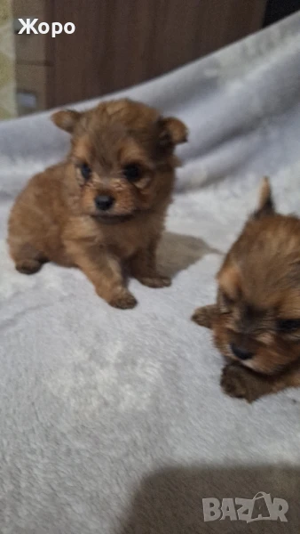 йорки пом, снимка 1