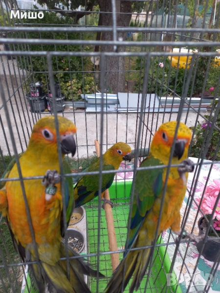 Продавам Слънчеви Аратинги , снимка 1