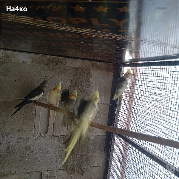 продавам двойки корели, снимка 1