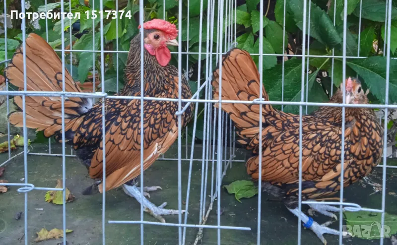 Продавам петли и ярки Зибрайт , снимка 1