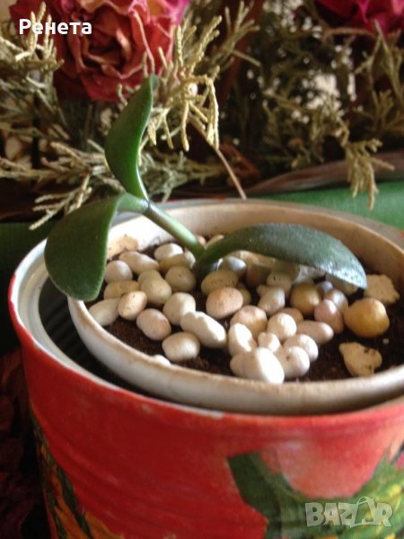 Дървото на живота - задължително за всеки дом, снимка 1