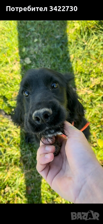 Куче за трюфели, снимка 1