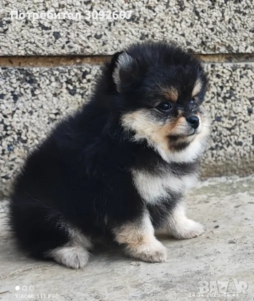 Померан момиче, снимка 1