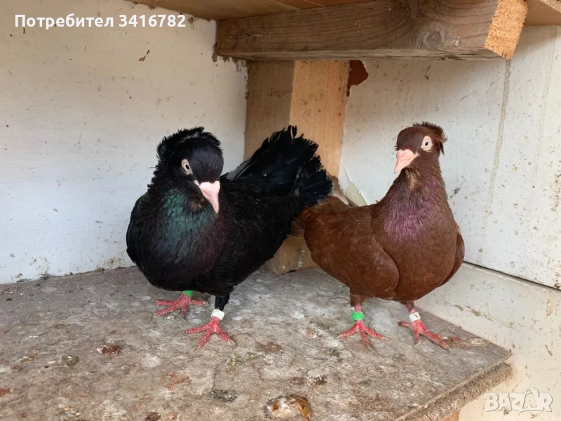 Паламарски гълъби , снимка 1