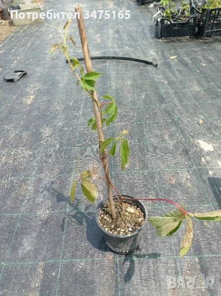 Дива лоза (Parthenocissus), снимка 1