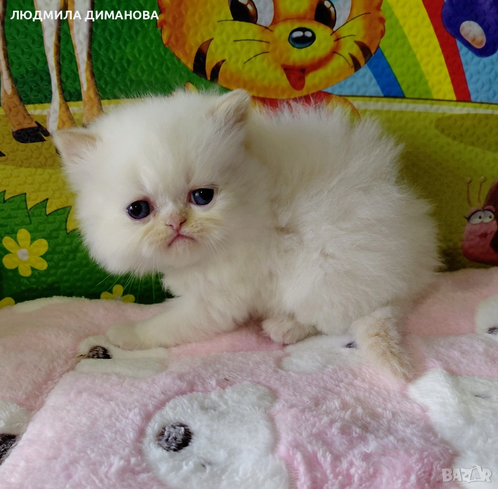 Персийски и екзотични със сини очи. Мъжки женски. , снимка 1