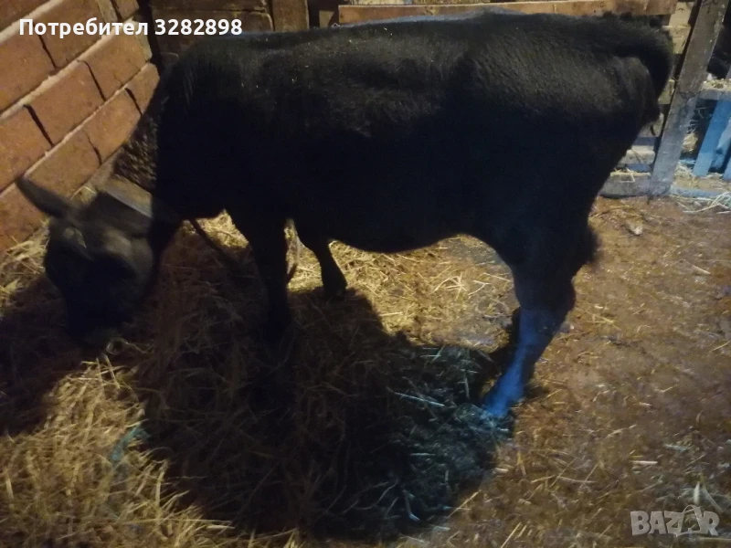 свободни телета и едно биволче , снимка 1