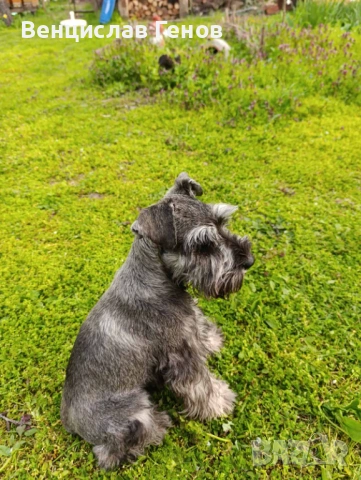 Цверг шнауцер, цвергшнауцер мини шнауцер