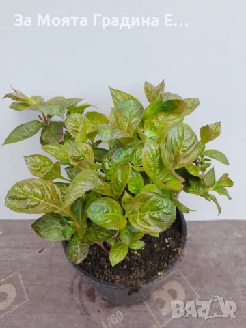 Вайгела, снимка 7 - Градински цветя и растения - 49431876