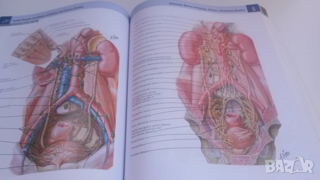 Атлас по анатомия - Atlas of Human Anatomy - Frank H. Netter, MD, 7-мо издание, снимка 12 - Учебници, учебни тетрадки - 54084472