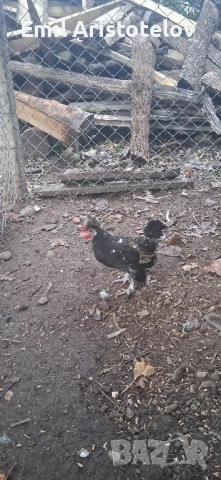 Бреговски джинки , снимка 5 - Кокошки и пуйки - 52465650