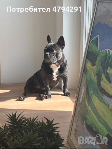 Мъжки Френски булдог търси дама, снимка 2 - Търси партньор - 54169083