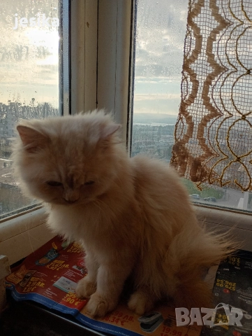 персийки на 4месеца с хигиенни навици , снимка 6 - Персийска - 52052644