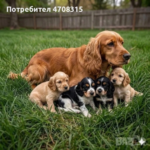 Кокер шпаньол момче карамел