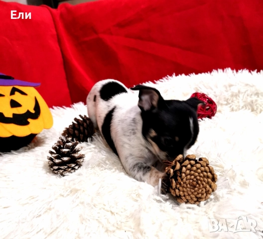 мини Чихуахуа - мъжко , снимка 1