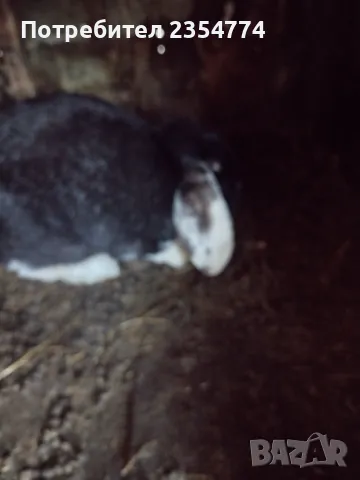 заици, снимка 7 - Други - 48870290