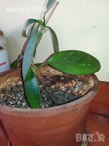 ЦВЕТЕ В САКСИЯ-ДЪРВОТО НА ПАРИТЕ 1802241018, снимка 8 - Стайни растения - 44349238