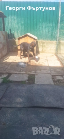 Гонче, снимка 4 - Други - 54225831