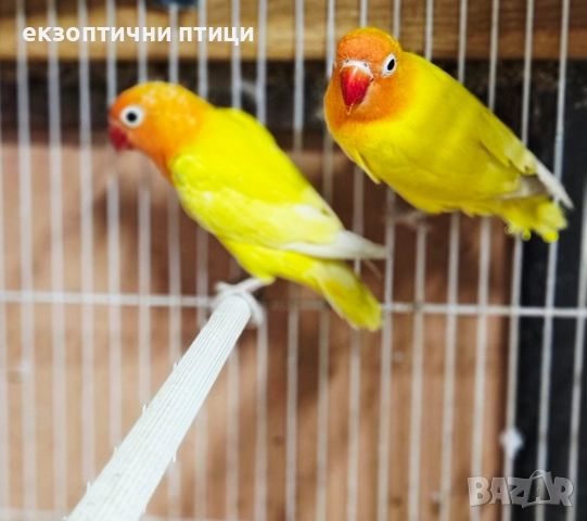 Продавам Неразделки , снимка 2 - Папагали - 52544175