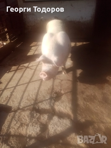 Майка за клане, снимка 2 - Прасета - 52238205