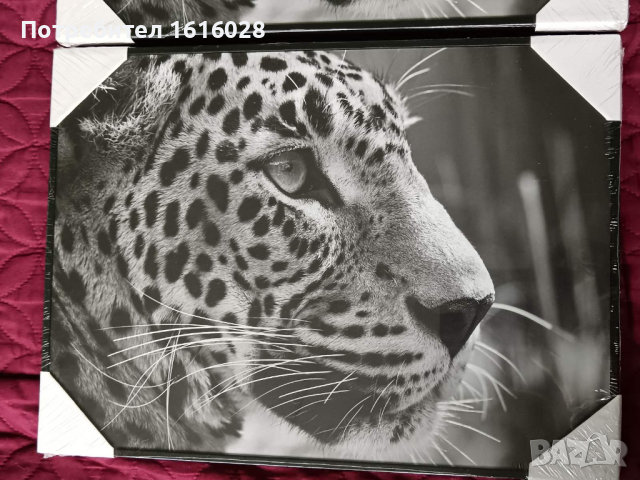 2 нови големи рамки картини със снимка на Гепард., снимка 3 - Декорация за дома - 44606172