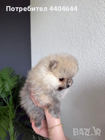 Мини померан , снимка 2 - Померан - 53989288