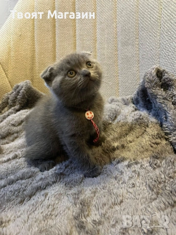 Сиво британско-шотландско момиче – социализирано и игриво, снимка 7 - Други - 54029377