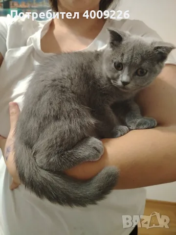 Британска котка, снимка 2 - Британска късокосместа - 55544166