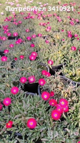 Делосперма 