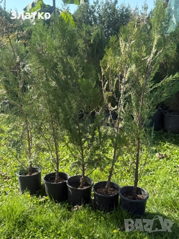 Туя Брабант