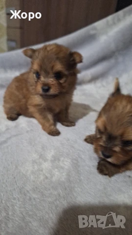 йорки пом, снимка 1