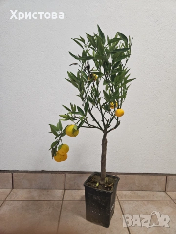 Мандарина Амоа 8