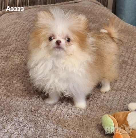 Померан мини, снимка 2 - Померан - 52952423