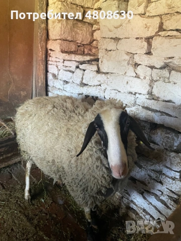 ПРОДАВАМ ОВЦЕ!!!, снимка 2 - Овце - 54320387