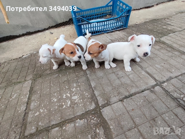 Джак Ръсел Териер , снимка 5 - Джак ръсел териер - 54012486