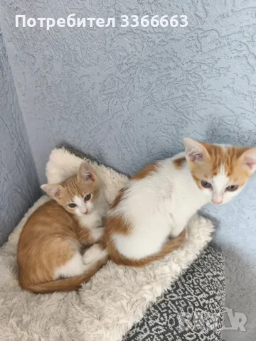 Подаряваме котенца, снимка 2 - Други - 56328701