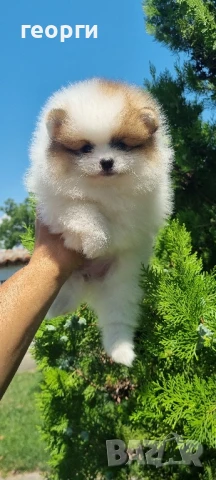 померан мини померан, снимка 6 - Померан - 50964936