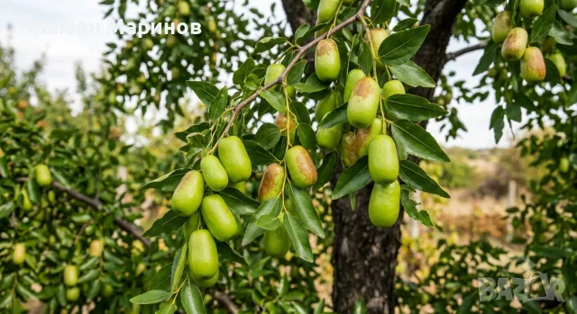 Хинап / КИТАЙСКА ФУРМА