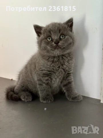 Чистокръвно мъжко синьо британче, снимка 11 - Британска късокосместа - 51088371