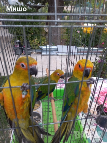 Продавам Слънчеви Аратинги 