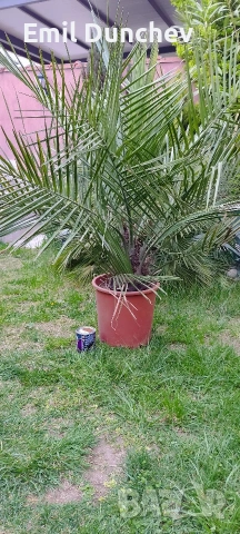 Чилийска винена палма Юбея