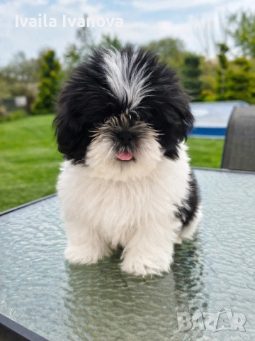 Малко кученце Ши Тцу / Shih Tzu 