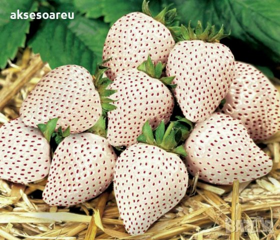 100 семена от плод бяла ягода органични плодови бели ягодови семена от вкусни ягоди отлични плодове , снимка 14 - Сортови семена и луковици - 37706682