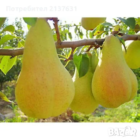 ДРЪВЧЕТА  КРУША  : Ранна , Вилямова Масловка  ,Кармен и Попска , снимка 2 - Разсади - 49172940